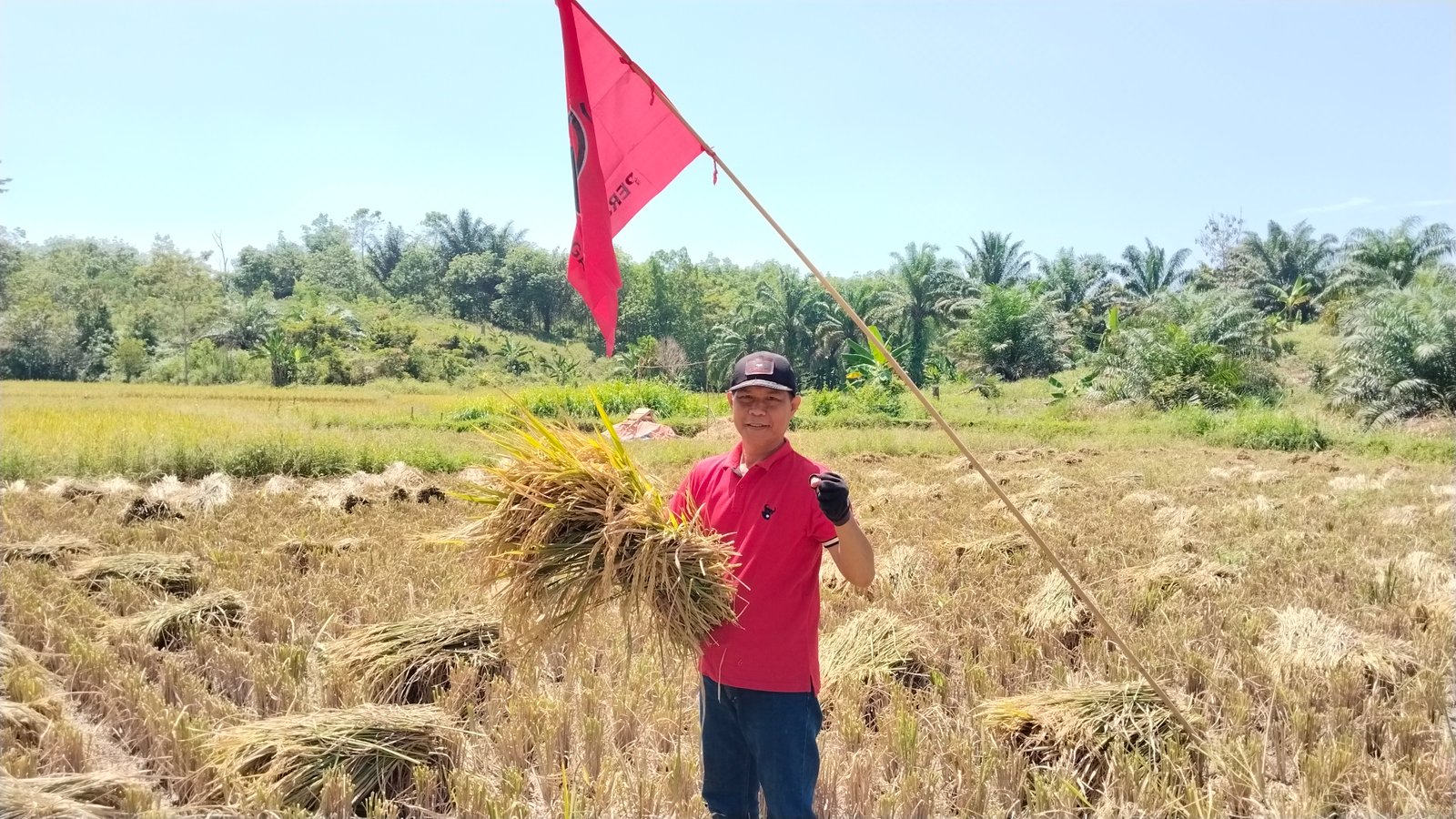 DPC PDI Perjuangan Adakan Pembagian Bibit Padi kepada para Petani dalam Rangka Hari Tani Nasional